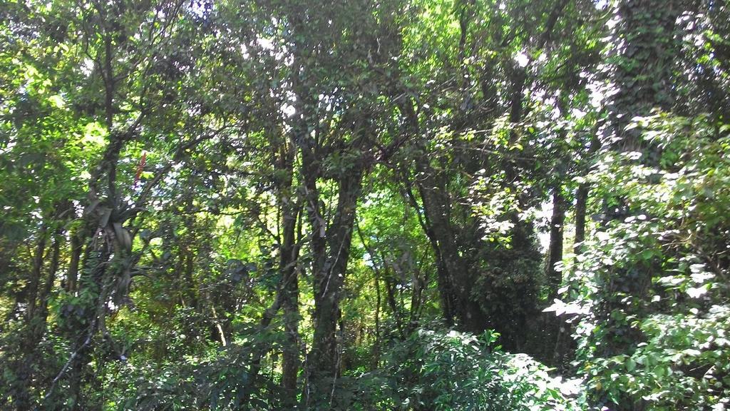 Chales Araucarias Da Serra Canela Cameră foto